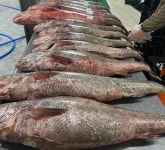 3월31일.횟감 민어, 금요일 특가 (大전복 ,뻘낙지), 활주꾸미 - ♣ 오늘생선판매방 - 목포순희의 생선카페 3월31일.횟감 민어, 금요일 특가... 