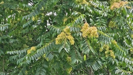 가중나무 - 나무 교실 - 전북 생태학교 가중나무