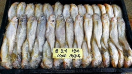 [ 참조기 ] 맛있는 참조기 입고되었습니다~ - 오늘의 판매생선 - 목포유진수산(생선카페) 목포유진수산(생선카페)