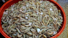 Re: 특가 왕새우 도착 사진 입니다~ (지금!) 싱싱합니다.~^^ - 오늘의 판매생선 - 목포유진수산(생선카페) 목포유진수산(생선카페)