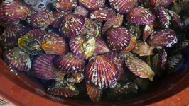 생톳,각굴,반어,특가전복大,냉동왕새우,쭈꾸미,간재미,새우젓,멸치액젓 - 오늘의 판매생선 - 목포유진수산(생선카페) 목포유진수산(생선카페)