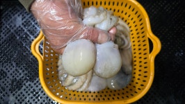 [오늘입찰] 참조기(파),활쭈꾸미,활갑오징어,아귀,기타잡어(활어) - 오늘의 판매생선 - 목포유진수산(생선카페) 목포유진수산(생선카페)