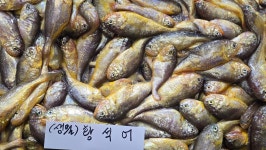 [ 제철 황석어 ] 오늘 송도어판장 경매 입찰! 물건 좋습니다~^^ (20박스) - 오늘의 판매생선 - 목포유진수산(생선카페) 목포유진수산(생선카페)
