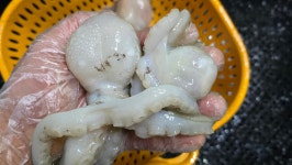 찰매생이,홍가리비,새꼬막,통영굴,돌굴,감태,각굴,전복,새우젓,멸치액젓 - 오늘의 판매생선 - 목포유진수산(생선카페) 목포유진수산(생선카페)
