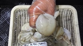 [오늘입찰] 참조기(파),활쭈꾸미,활갑오징어,아귀,기타잡어(활어) - 오늘의 판매생선 - 목포유진수산(생선카페) 목포유진수산(생선카페)
