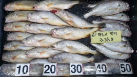 [ 추가 ] 바라조기,먹갈치,돌게,자연산대하,참돔,줄돔,광어+도다리,잡어 - 오늘의 판매생선 - 목포유진수산(생선카페) 목포유진수산(생선카페)