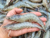 [ 특가 왕새우 ] 놓치신 분들만 오세요~ (명절 마지막 택배) - 오늘의 판매생선 - 목포유진수산(생선카페) 목포유진수산(생선카페)