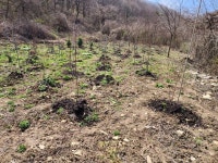 삼밭골 제초제 2023.4.1 - 제초,병해충,농약 - 꽃과나무 농장 (주) 임해원 삼밭골 제초제 2023.4.1