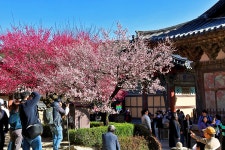 ＜통도사 홍매 & 茶 2/2＞ - 사찰순례, 사찰 사진 등 - 백팔고찰순례단 ＜통도사 홍매 & 茶 2/2＞