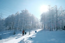 ★2월21일[토요당일] 운탄고도 눈꽃, 설경 (1,330m 강원 정선)/만항재... [토요당일] 운탄고도 눈꽃, 설경 (1,330m 강원 정선)/만항재