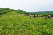 [곰배령] 야생화의 천국, 산상의 호수 진동호, 천상의 화원 - ◈토요... 서울피닉스산악회 [곰배령] 야생화의 천국, 산상의 호수 진동호, 천상의 화원