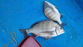 완도 약산 바다풍경호 - 바다낚시 조황정보 - 완도군 약산면(조약도)의 바다풍경펜션(농어촌민박)  1월31일 갯바위에서 잡혀준 큼직한... 