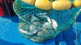 12월 10일 2물 바지선 조사님의 감성돔 조과 대박나....완도 약산 바다풍경호 - 바다낚시 조황정보 - 완도군 약산면(조약도)의 바다풍경펜션... 