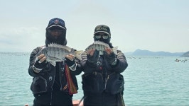 완도 약산 가사리 바다풍경호 - 바다낚시 조황정보 - 완도군 약산면(조약도)의 바다풍경펜션(농어촌민박) 드디어 감성돔의 입질이 이제부터... 