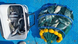 - 바다낚시 조황정보 - 완도군 약산면(조약도)의 바다풍경펜션(농어촌민박) 9월21일 7물 바다풍경호 바지에서 감성돔과 돌돔, 벵에돔,숭어까지... 