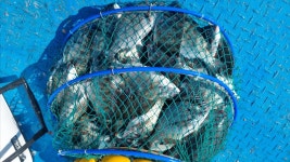 - 바다낚시 조황정보 - 완도군 약산면(조약도)의 바다풍경펜션(농어촌민박) 9월21일 7물 바다풍경호 바지에서 감성돔과 돌돔, 벵에돔,숭어까지... 