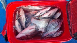 1월25일 완도군 약산면 양식장 카고낚시에... 완도군 약산면(조약도)의 바다풍경펜션(농어촌민박) 1월25일 완도군 약산면 양식장 카고낚시에... 