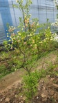 산채골농장의 변이종 기름밤나무 - 기름밤나무(문관과) - 기 름 밤 나 무 ( 문 관 과 ) 산채골농장의 변이종 기름밤나무