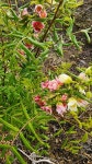 산채골농장의 변이종 기름밤나무 - 기름밤나무(문관과) - 기 름 밤 나 무 ( 문 관 과 ) 산채골농장의 변이종 기름밤나무