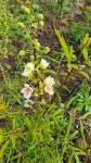 산채골농장의 변이종 기름밤나무 - 기름밤나무(문관과) - 기 름 밤 나 무 ( 문 관 과 ) 산채골농장의 변이종 기름밤나무