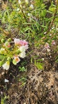 산채골농장의 변이종 기름밤나무 - 기름밤나무(문관과) - 기 름 밤 나 무 ( 문 관 과 ) 산채골농장의 변이종 기름밤나무
