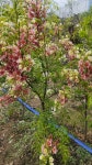 산채골농장의 변이종 기름밤나무 - 기름밤나무(문관과) - 기 름 밤 나 무 ( 문 관 과 ) 산채골농장의 변이종 기름밤나무