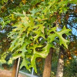 다르다 - 자유 게시판 - (사)한국화훼장식기사협회 다르다