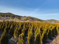 그린과 루브룸 - 나무사랑방 - 내 농장을 꿈꾸며 그린과 루브룸