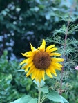 해바라기(중앙대 네비게이토 선교회 서울C지구) - …저녁의 도란도란 - 우리는 네비게이토 해바라기(중앙대 네비게이토 선교회 서울C지구)