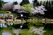 경주 보문정과 대릉원의 벚꽃 - 우리들의 이야기 - 거향버드래 경주 보문정과 대릉원의 벚꽃