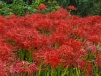 꽃무릇 119 - ‥‥향기 ♡ 카페 앨범 - 향기있는 좋은글 향기있는 좋은글