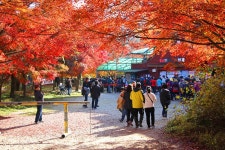 정읍 내장사 곱게물든 당풍(1) - -───♣멋진풍경사진 - 아름다운황혼열차(黃昏列車) 정읍 내장사 곱게물든 당풍(1)