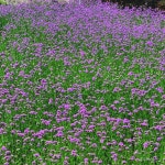 버들마편초 68 - ‥‥향기 ♡ 카페 앨범 - 향기있는 좋은글 향기있는 좋은글