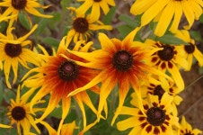 루드베키아 - -───♣회원자작사진 - 아름다운황혼열차(黃昏列車) 루드베키아