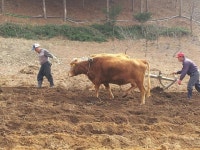 품앗이 와 두레를 아십니까 - ♣원장 동정,자연사랑 칼럼 - 하늘내린터 자연생태 팜핑캠프 품앗이 와 두레를 아십니까