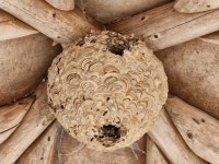 심심산골 하늘내린터 자연의 선물인 노봉방 나눔합니다 - ♡하늘내린터 이야기♡ - 하늘내린터 자연생태 팜핑캠프 심심산골 하늘내린터 자연의... 