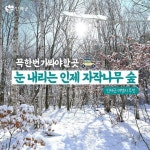 꼭 가봐야할곳 인제 속삭이는 자작나무숲 - ♣원장 동정,자연사랑 칼럼 - 하늘내린터 자연생태 팜핑캠프 꼭 가봐야할곳 인제 속삭이는 자작나무숲