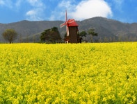 남지 낙동강 유채꽃 축제^^ - ▣ ─풍경사진 - 경남소설가협회 남지 낙동강 유채꽃 축제^^