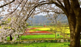 남지 낙동강 유채꽃 축제^^ - ▣ ─풍경사진 - 경남소설가협회 남지 낙동강 유채꽃 축제^^