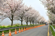 남지 낙동강 유채꽃 축제^^ - ▣ ─풍경사진 - 경남소설가협회 남지 낙동강 유채꽃 축제^^