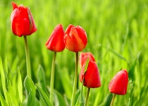 남지 낙동강 유채꽃 축제^^ - ▣ ─풍경사진 - 경남소설가협회 남지 낙동강 유채꽃 축제^^