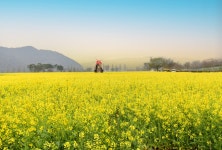 남지 낙동강 유채꽃 축제^^ - ▣ ─풍경사진 - 경남소설가협회 남지 낙동강 유채꽃 축제^^