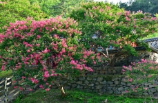 함안 배롱나무 붉은 꽃 명소 고려동과 무릉 무산사 - 자유 갤러리 - 경상남도아동문학인협회 함안 배롱나무 붉은 꽃 명소 고려동과 무릉 무산사