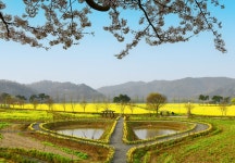 남지 낙동강 유채꽃 축제^^ - ▣ ─풍경사진 - 경남소설가협회 남지 낙동강 유채꽃 축제^^