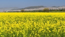 남지 낙동강 유채꽃 축제^^ - ▣ ─풍경사진 - 경남소설가협회 남지 낙동강 유채꽃 축제^^