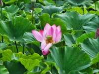 경주 시내유적지 ~ 2025년 7월 21일 - 자유게시판 - 늘봄부부산악회 경주 시내유적지 ~ 2025년 7월 21일