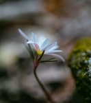 야생화의 천국 천마산 꿩의바람꽃등 - ――······· 자연풍경 사진 - 너에게 편지를 야생화의 천국 천마산 꿩의바람꽃등