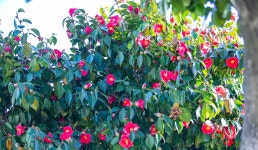 목포에 눈물 - ――······· 자연풍경 사진 - 너에게 편지를 목포에 눈물