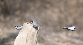 올림픽공원 텃새들 - ――······· 자연풍경 사진 - 너에게 편지를 올림픽공원 텃새들