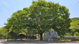 6월7일/제308차 정기산행/동서트레일 7구간(삼웅2리마을회관~서산마애여래삼존상)/충남당진 - 정기산행 안내 - k2백유회 k2백유회